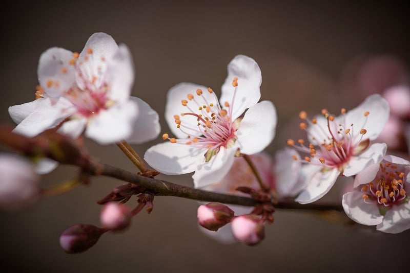 Botanical Beauties