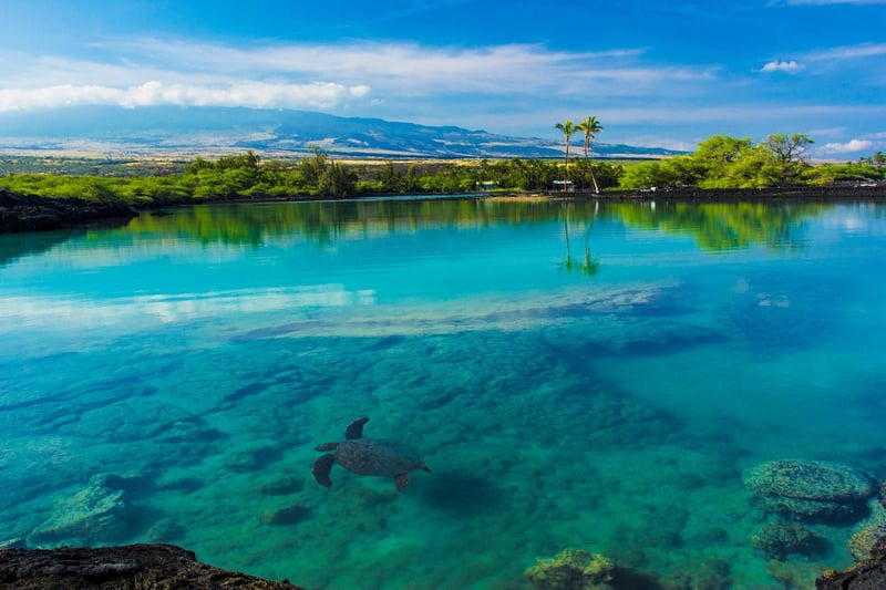 Pond Paradise