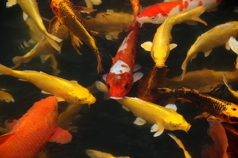 Koi Fish