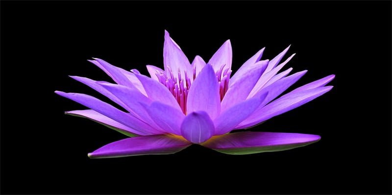 Lotus Water Lily