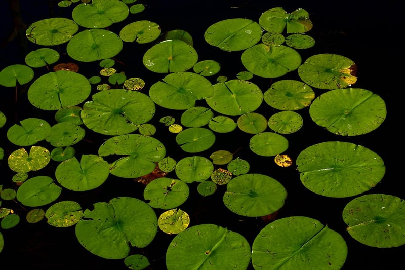 Pond with Water Lilies